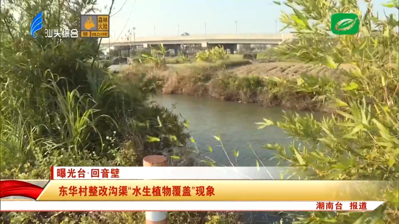 东华村整改沟渠“水生植物覆盖”现象