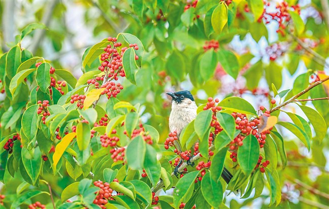 冬青树上结满的小红果是鸟儿的美食盛宴。