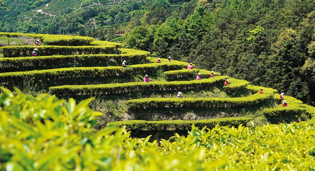 潮州凤凰山茶园。