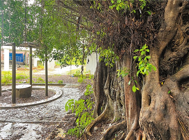 “宝井茗茶”前面200多年树龄的老榕树。